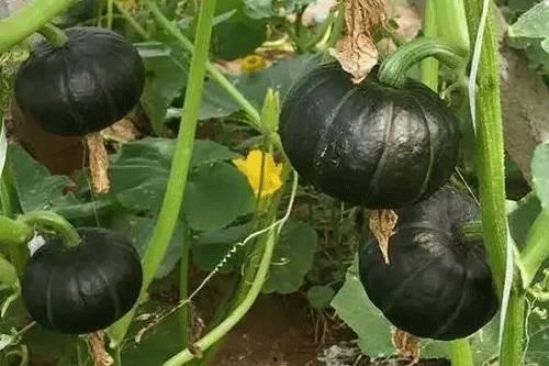 贝贝瓜花可以吃吗,美味可口的天然食材探索