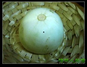 吃小瓜后舌尖发麻,揭秘吃小瓜后舌尖发麻的奥秘