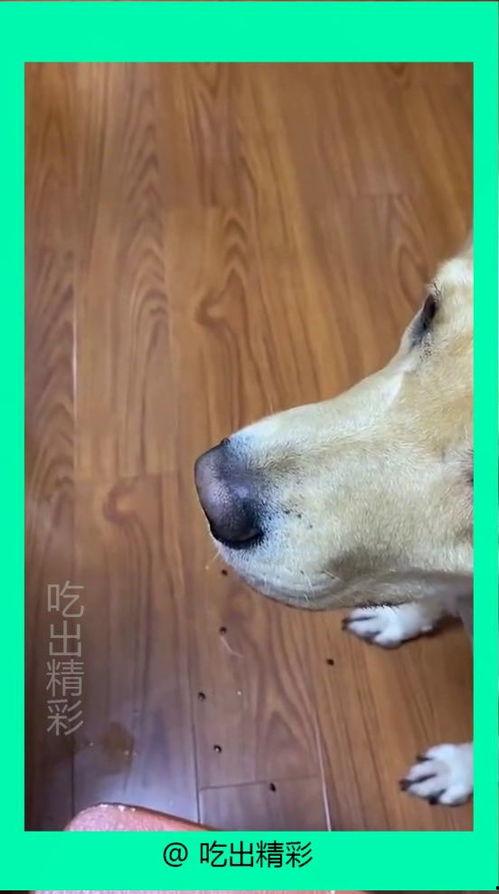 狗吃酥瓜吐了
