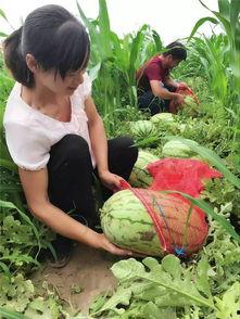 吃瓜群众的春天小说