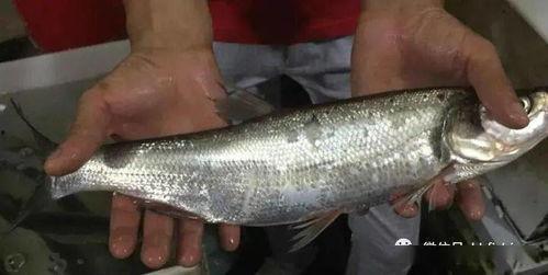 吃瓜鱼观世界,揭秘热点事件背后的真相与思考