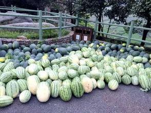 广东岭南吃瓜,广东特色美食之旅