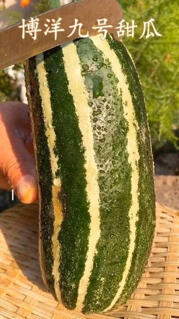 瓜熟了还可以吃吗,探究熟透瓜果的食用奥秘