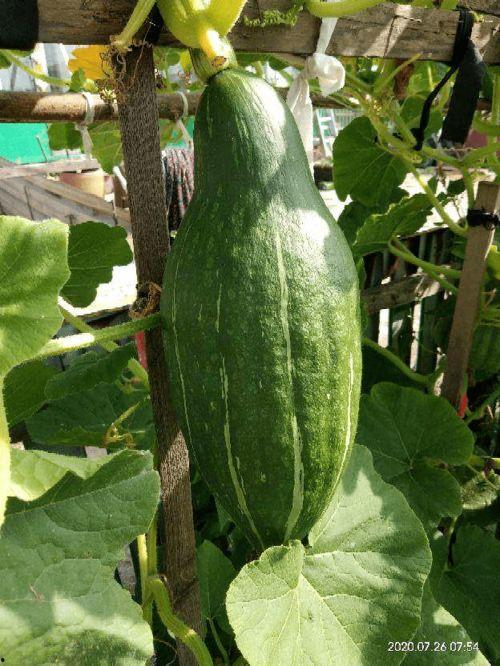 刀小小same吃瓜,揭秘娱乐圈吃瓜背后的真相