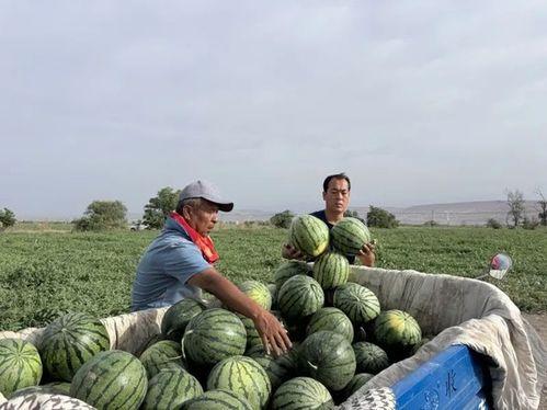 吃瓜抛尸,背后真相令人震惊