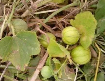 马泡瓜是吊瓜吗怎么吃,吊瓜的别样风味，教你轻松美味享用