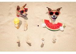 吃瓜小狗拍照图片,吃瓜小狗的欢乐拍照时刻