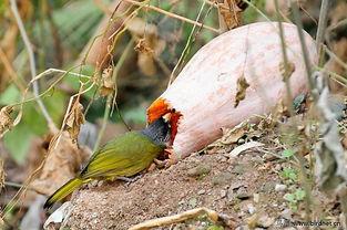 小鸟吃老鼠瓜,自然界的和谐共生