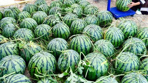 为什么称作吃瓜,揭秘“吃瓜”一词的由来与流行文化现象