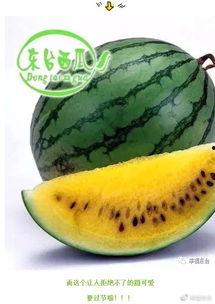 请吃瓜拍照,记录生活点滴