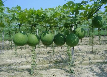 瓜萎根咋吃,瓜萎根的多样食用方法与营养益处