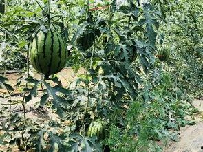 北清吃瓜,揭秘吃瓜群众的校园生活