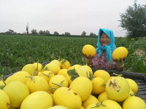 吃白地沙瓜,白地沙瓜的清爽诱惑