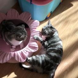 吃瓜看猫的视频,一场别开生面的吃瓜看猫大戏