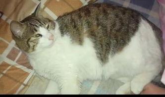 吃瓜猫猫后续,揭秘娱乐圈背后的秘密与真相