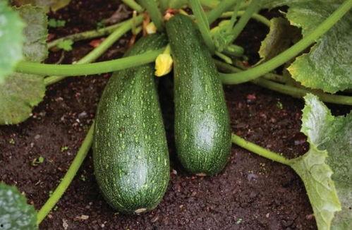 秋天有哪些瓜可以吃