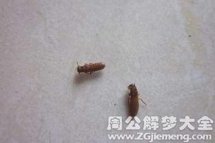 梦到吃瓜有虫子,吃瓜遇虫，揭秘潜意识中的心理暗示