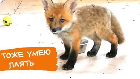 赤狐吃瓜,揭秘神秘森林中的趣味生活