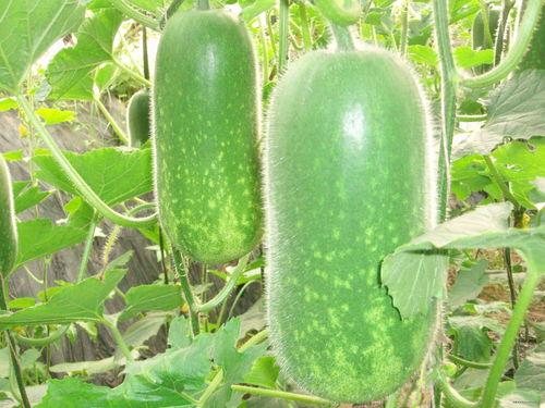 小瓜吃大瓜001,大瓜背后的成长传奇