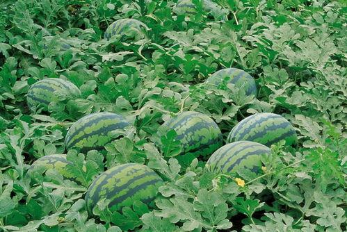 吃瓜群里,揭秘网络社交的趣味与温情