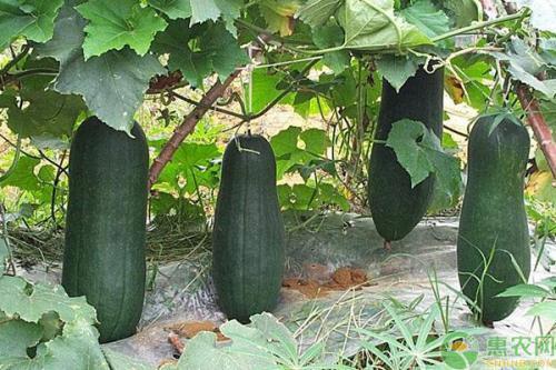 吃瓜诸暨,揭秘吃瓜群众的诸暨生活