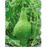 匏瓜可以吃吗,美味可口的食用之谜