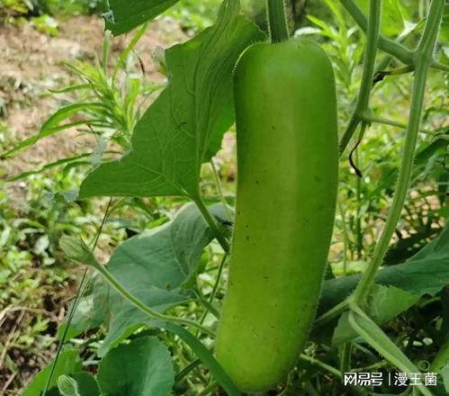 武汉吃瓠子瓜中毒,揭秘食品安全隐患与应对措施