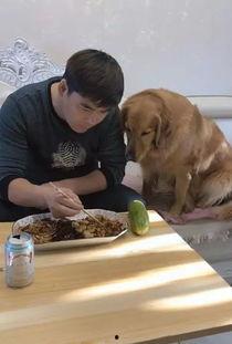 金毛阿妹吃瓜,金毛阿妹的瓜田奇遇记