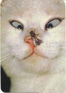 cat fly刺痛吃瓜