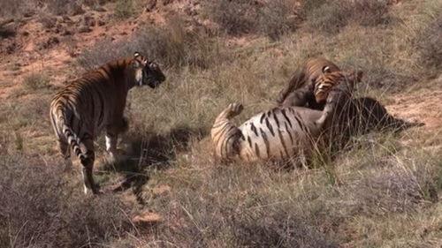 今日吃瓜黑料-海外吃瓜虎,揭秘今日吃瓜黑料背后的真相