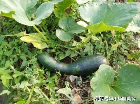 冬天吃一个瓜有什么好处,一瓜养生——冬季吃瓜的好处盘点