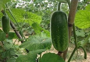 大瓜带刺玫瑰怎么吃,大瓜带刺玫瑰的独特食用方法揭秘