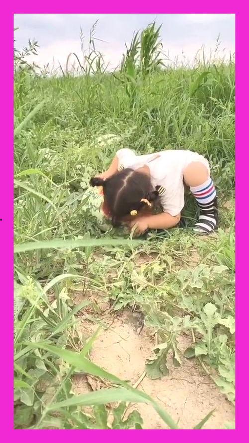 八戒瓜地里偷瓜吃,一场甜蜜的“盗瓜”传奇