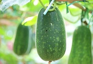 吃热瓜兜儿,热瓜兜儿带来的清凉时光