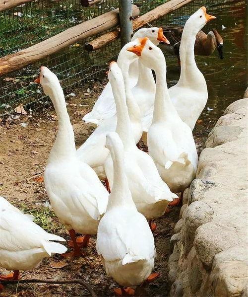 大傻鹅吃瓜,大傻鹅的瓜田奇遇记