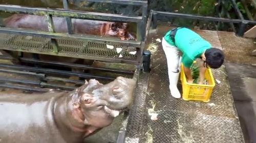 河马吃西瓜剩下瓜,剩瓜变宝的奇妙之旅