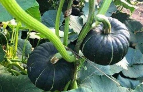 吃瓜的小宋突然摔倒,瓜田惊魂一幕引关注