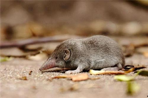 给鼠鼠吃瓜降温,给鼠鼠吃瓜降温的温馨瞬间