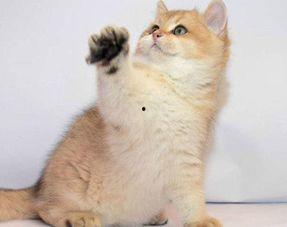 猫舍吃瓜合集,揭秘猫咪世界的趣味瞬间