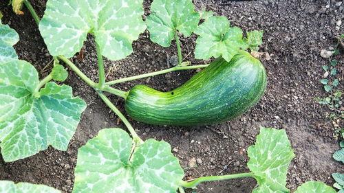 瓠瓜图片大全怎么吃,图片大全教你多样吃法