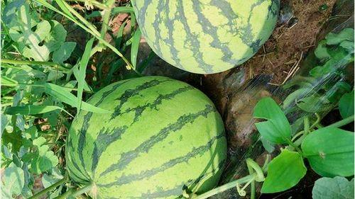 瓜黄了管吃吗,揭秘瓜果成熟与口感的关系