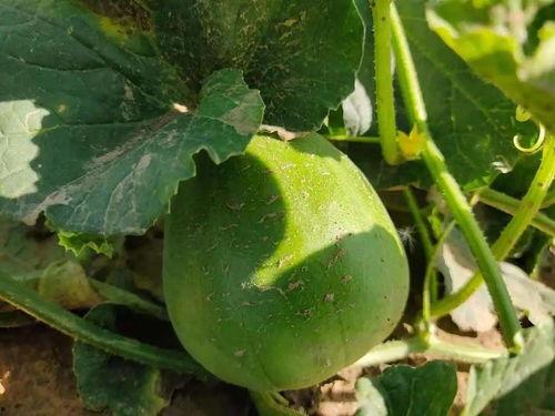 部队假期吃瓜视频,官兵共享欢乐时光，吃瓜视频展现部队温馨氛围