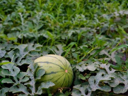 村洞吃瓜,揭秘农村生活的酸甜苦辣