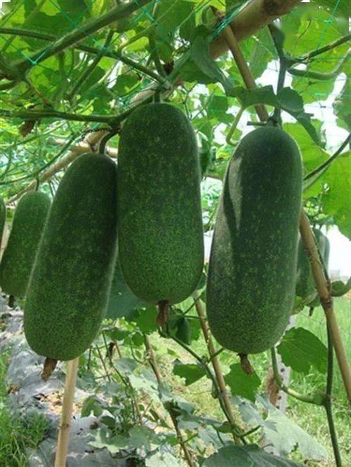 痛风吃咸瓜,咸瓜与痛风饮食的冲突解析