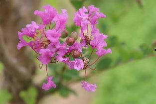 紫薇在吃瓜,揭秘娱乐圈幕后真相