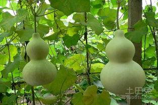 吃蒸葫芦瓜有好处吗