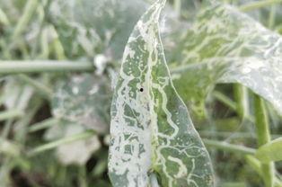 林氏吃瓜叶墨,吃瓜叶墨的奇幻之旅