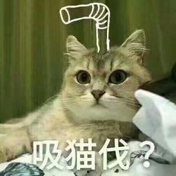 带你吃瓜猫,带你领略“带你吃瓜猫”的独特魅力